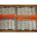 Normal White Garlic packed 1Kg 10bags Carton